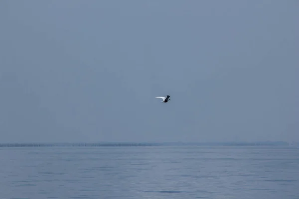 コアジサシが海の上を飛んでください — ストック写真