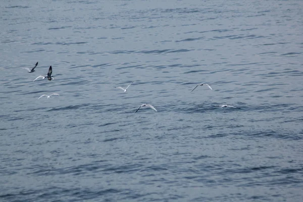 Küçük sumru denizin uçuyor.