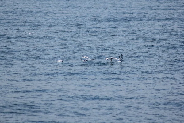 Pequeño Charrán Vuela Sobre Mar — Foto de Stock