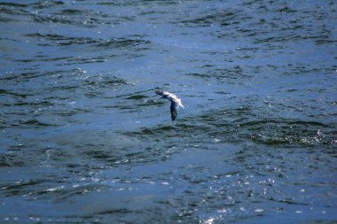 Küçük sumru denizin uçuyor.