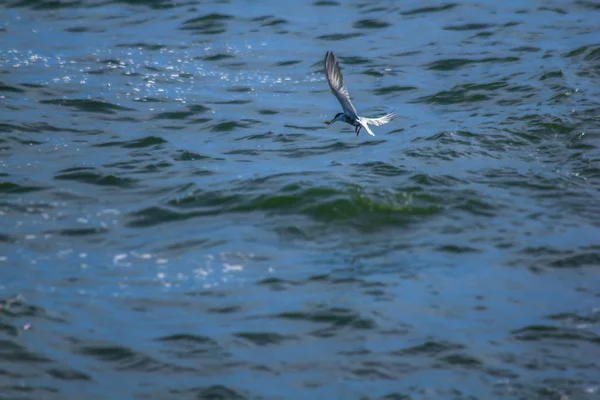 Little Tern Está Voando Sobre Mar — Fotografia de Stock
