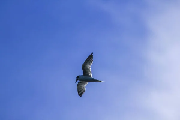 Rybák Malý Letící Obloze — Stock fotografie