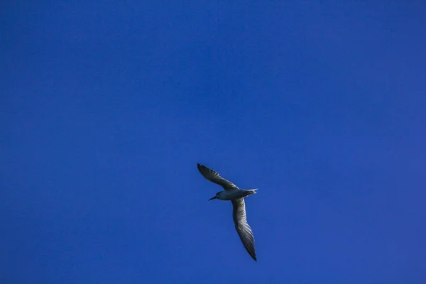 小燕在空中飞翔 — 图库照片
