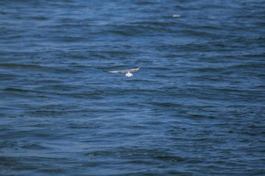 Küçük sumru denizin uçuyor. Yüzeyde küçük bir balık yakalamak için.