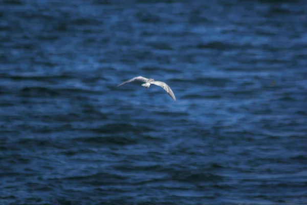 Petite Sterne Survole Mer Pour Attraper Petit Poisson Surface — Photo