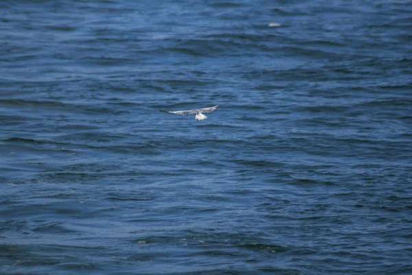 Маленькая Крачка Летит Над Морем Поймать Маленькую Рыбку Поверхности — стоковое фото