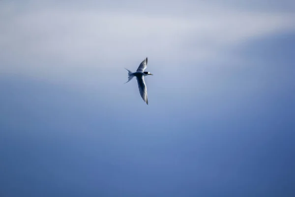 Kleine Seeschwalbe Fliegt Den Himmel — Stockfoto