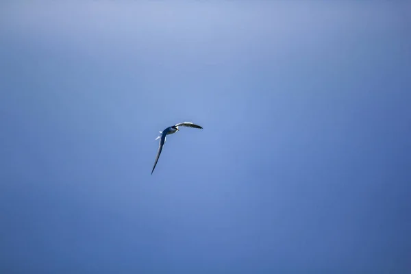 Piccola Sterna Sta Volando Nel Cielo — Foto Stock