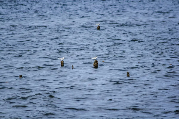 Seagulls Bamboo Poles Water — Stock Photo, Image