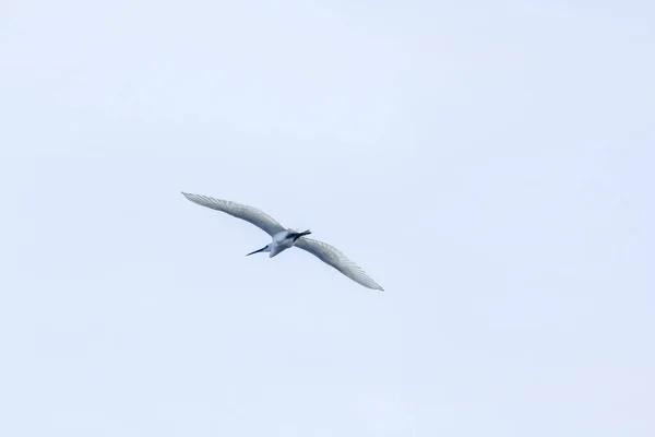 Little Tern Está Voando Céu — Fotografia de Stock