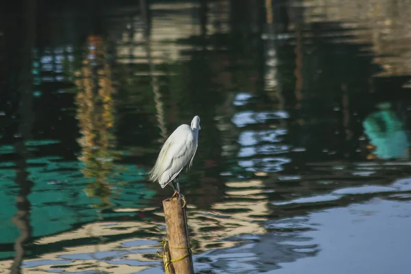 Egrets Pole Water — Stock Photo, Image