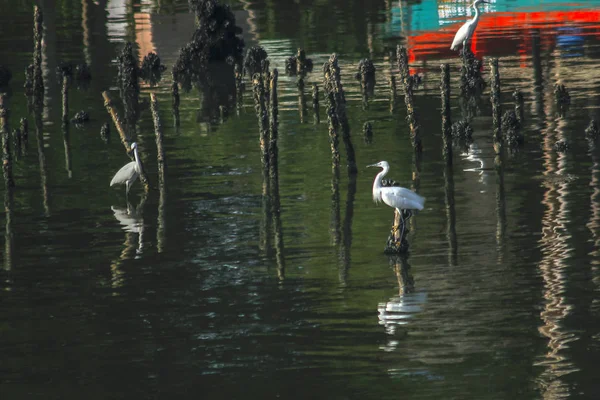 Reiher Liegen Auf Einer Stange Wasser — Stockfoto