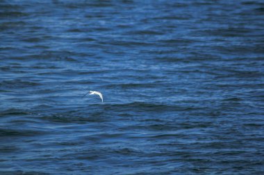 Sterna albifrons denizin uçuyor.