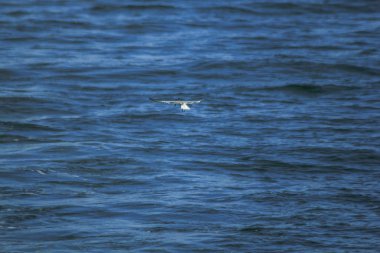 Sterna albifrons denizin uçuyor.