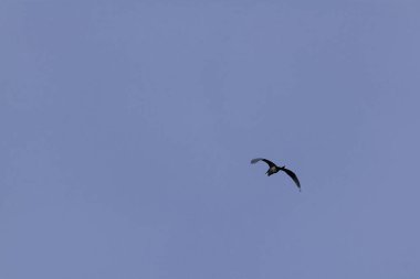 Sterna albifrons gökyüzünde uçuyor.