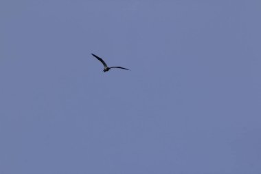 Sterna albifrons gökyüzünde uçuyor.