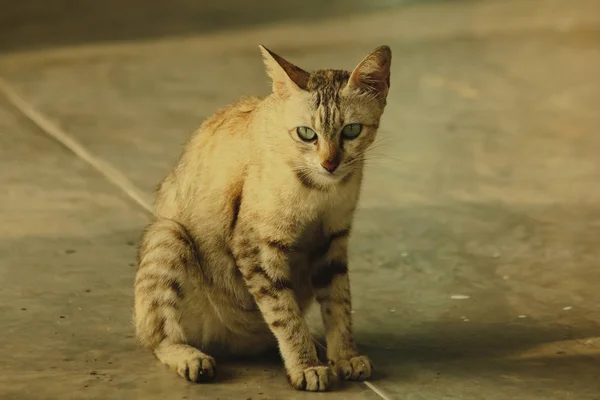 Pequeño Gato Marrón Sentado Suelo — Foto de Stock