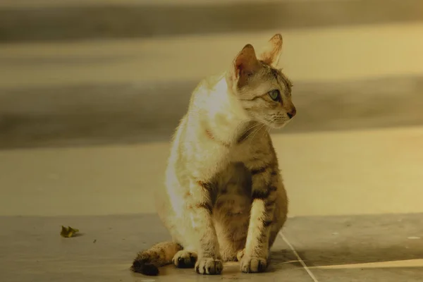 Pequeño Gato Marrón Sentado Suelo — Foto de Stock