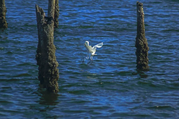 白鷺が海で魚を捕る — ストック写真