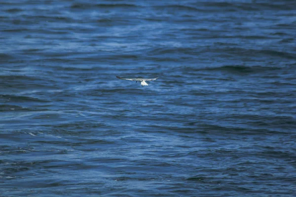 Albifrons Sternula Están Volando Sobre Mar — Foto de Stock