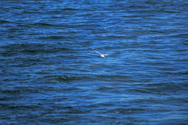 Albifrons Sternula Están Volando Sobre Mar — Foto de Stock