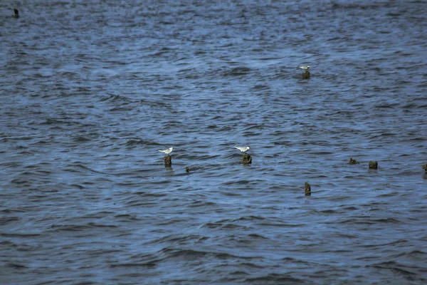 Los Sternidae Son Aves Marinas Pequeñas — Foto de Stock