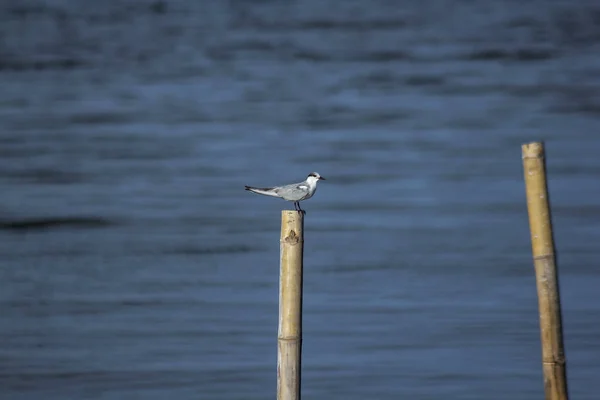 Sternidae are small sea birds.