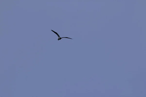 Sterna Albifrons Gökyüzünde Uçuyor — Stok fotoğraf