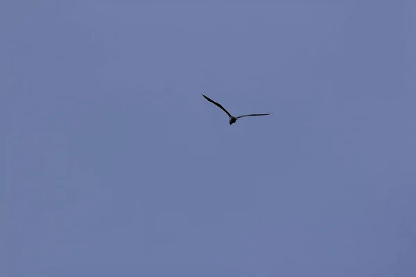 Sternula Albifrons Flying Sky — Stock Photo, Image