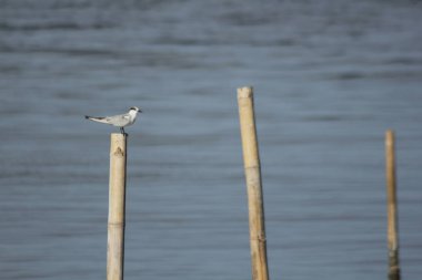 Bambu üzerinde martı duran