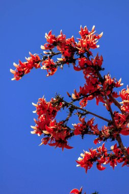 Butea monosperma bir orta ölçekli ağacıdır.