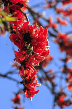 Butea monosperma bir orta ölçekli ağacıdır.