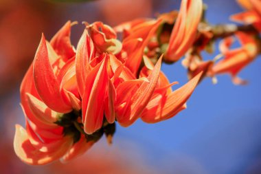 Butea monosperma bir orta ölçekli ağacıdır.