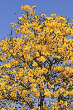 Gümüş trompet ağaç güzel çiçek.