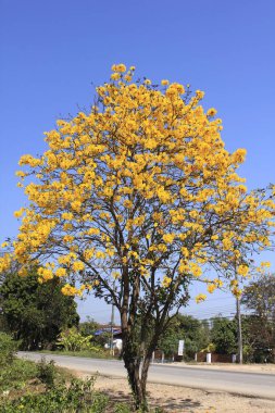 Gümüş trompet ağaç güzel çiçek.