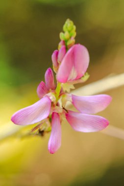 Pembe çiçek güzel bir doğa.