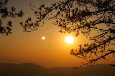 Çam dalları siluet bir günbatımı karşı.