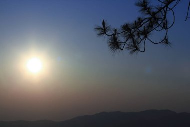 Siluetleri dalları gün batımı ile çam