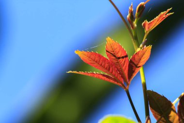 Yaprakları ile portakal sonunda