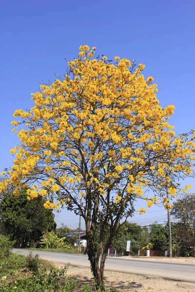 Gümüş trompet ağaç güzel çiçek.