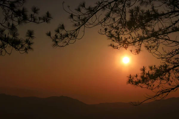 Siluetleri dalları gün batımı ile çam