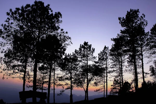 树的剪影与夕阳的光芒 — 图库照片