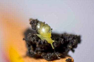 salyangoz çok küçüktür