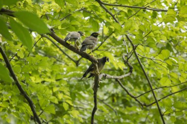 Üç Mynas ağacız.