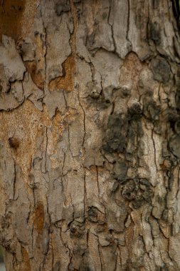 Pürüzlü bir süre ile ağaç kabuğu.