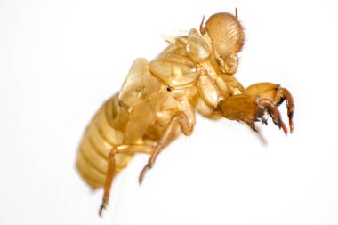 Shell of Cicada on white background clipart