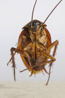 Ölü Hamam böcekleri kalıntıları