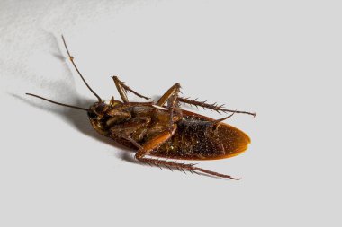 Ölü Hamam böcekleri kalıntıları