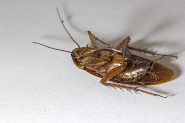 Ölü Hamam böcekleri kalıntıları