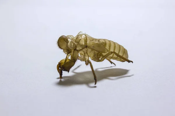 白色背景的 Cicada — 图库照片
